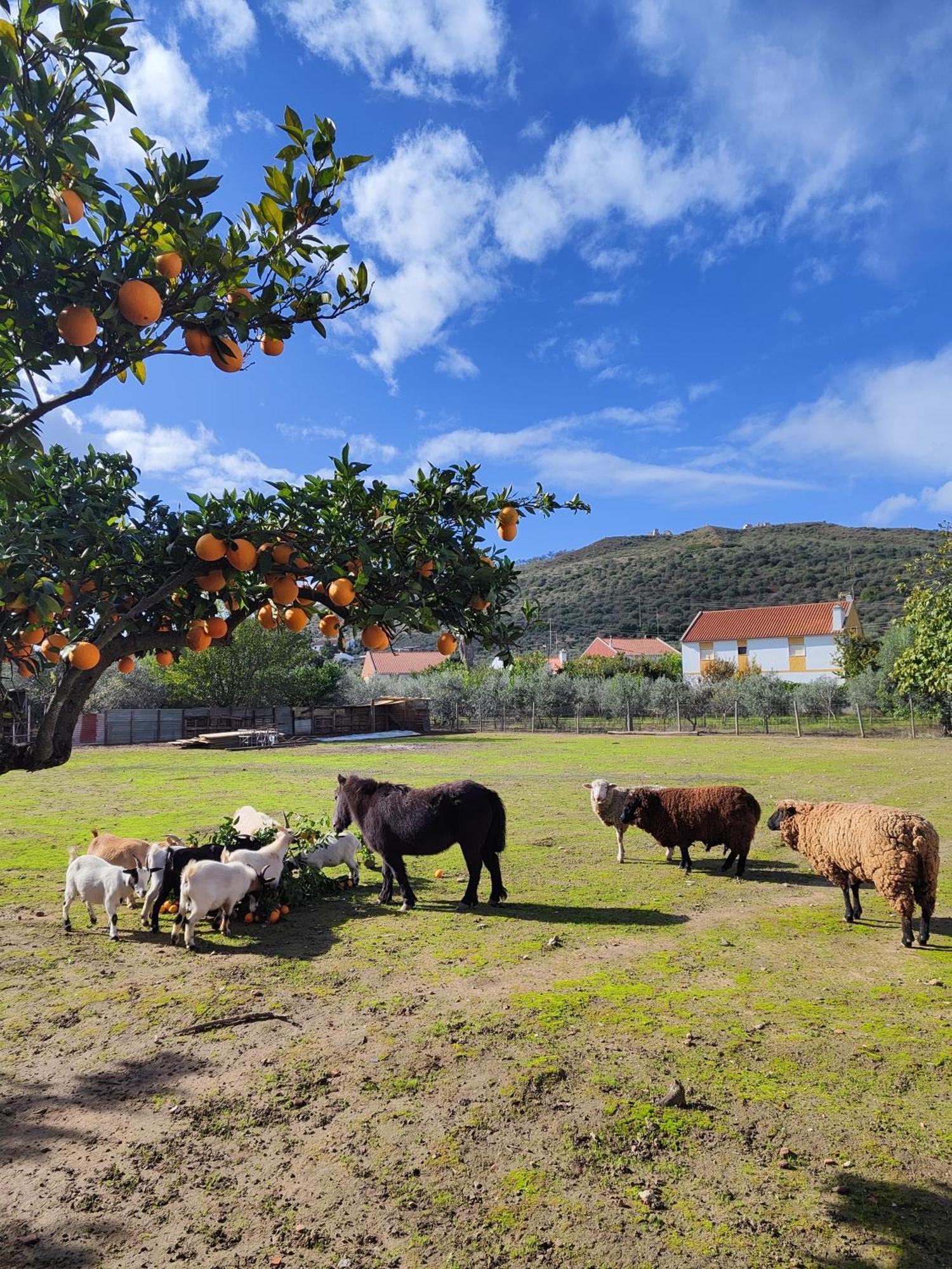 Quinta Da Ponte Das Hortas 3 Elvas Exteriör bild